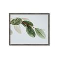 Picture of Spring Dew Leaves _GroupedProduct_Rectangle_Landscape_Photography _GroupedProduct_Rectangle_Landscape_Framed_Matted_