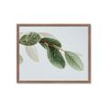 Picture of Spring Dew Leaves _GroupedProduct_Rectangle_Landscape_Photography _GroupedProduct_Rectangle_Landscape_Framed_Matted_