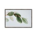 Picture of Spring Dew Leaves _GroupedProduct_Rectangle_Landscape_Photography _GroupedProduct_Rectangle_Landscape_Framed_Matted_