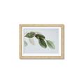 Picture of Spring Dew Leaves _GroupedProduct_Rectangle_Landscape_Photography _GroupedProduct_Rectangle_Landscape_Framed_Matted_