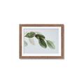 Picture of Spring Dew Leaves _GroupedProduct_Rectangle_Landscape_Photography _GroupedProduct_Rectangle_Landscape_Framed_Matted_