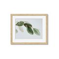 Picture of Spring Dew Leaves _GroupedProduct_Rectangle_Landscape_Photography _GroupedProduct_Rectangle_Landscape_Framed_Matted_
