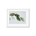 Picture of Spring Dew Leaves _GroupedProduct_Rectangle_Landscape_Photography _GroupedProduct_Rectangle_Landscape_Framed_Matted_