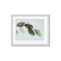 Picture of Spring Dew Leaves _GroupedProduct_Rectangle_Landscape_Photography _GroupedProduct_Rectangle_Landscape_Framed_Matted_