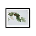 Picture of Spring Dew Leaves _GroupedProduct_Rectangle_Landscape_Photography _GroupedProduct_Rectangle_Landscape_Framed_Matted_