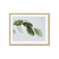 Picture of Spring Dew Leaves _GroupedProduct_Rectangle_Landscape_Photography _GroupedProduct_Rectangle_Landscape_Framed_Matted_