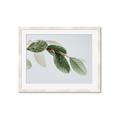 Picture of Spring Dew Leaves _GroupedProduct_Rectangle_Landscape_Photography _GroupedProduct_Rectangle_Landscape_Framed_Matted_