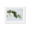 Picture of Spring Dew Leaves _GroupedProduct_Rectangle_Landscape_Photography _GroupedProduct_Rectangle_Landscape_Framed_Matted_