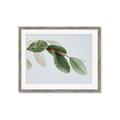 Picture of Spring Dew Leaves _GroupedProduct_Rectangle_Landscape_Photography _GroupedProduct_Rectangle_Landscape_Framed_Matted_