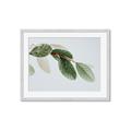 Picture of Spring Dew Leaves _GroupedProduct_Rectangle_Landscape_Photography _GroupedProduct_Rectangle_Landscape_Framed_Matted_