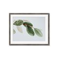 Picture of Spring Dew Leaves _GroupedProduct_Rectangle_Landscape_Photography _GroupedProduct_Rectangle_Landscape_Framed_Matted_