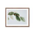 Picture of Spring Dew Leaves _GroupedProduct_Rectangle_Landscape_Photography _GroupedProduct_Rectangle_Landscape_Framed_Matted_