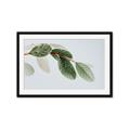 Picture of Spring Dew Leaves _GroupedProduct_Rectangle_Landscape_Photography _GroupedProduct_Rectangle_Landscape_Framed_Matted_