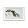 Picture of Spring Dew Leaves _GroupedProduct_Rectangle_Landscape_Photography _GroupedProduct_Rectangle_Landscape_Framed_Matted_