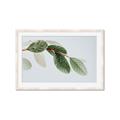 Picture of Spring Dew Leaves _GroupedProduct_Rectangle_Landscape_Photography _GroupedProduct_Rectangle_Landscape_Framed_Matted_