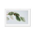 Picture of Spring Dew Leaves _GroupedProduct_Rectangle_Landscape_Photography _GroupedProduct_Rectangle_Landscape_Framed_Matted_