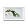 Picture of Spring Dew Leaves _GroupedProduct_Rectangle_Landscape_Photography _GroupedProduct_Rectangle_Landscape_Framed_Matted_