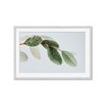 Picture of Spring Dew Leaves _GroupedProduct_Rectangle_Landscape_Photography _GroupedProduct_Rectangle_Landscape_Framed_Matted_