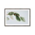 Picture of Spring Dew Leaves _GroupedProduct_Rectangle_Landscape_Photography _GroupedProduct_Rectangle_Landscape_Framed_Matted_