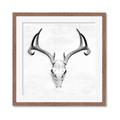 Picture of Cranial Bone ll   _GroupedProduct_Square_Framed_Matted_