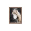 Picture of Stallion _GroupedProduct_Rectangle_Portrait_Photography _GroupedProduct_Rectangle_Portrait_Framed_Matted_