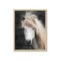 Picture of Stallion _GroupedProduct_Rectangle_Portrait_Photography _GroupedProduct_Rectangle_Portrait_Framed_Matted_