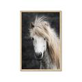 Picture of Stallion _GroupedProduct_Rectangle_Portrait_Photography _GroupedProduct_Rectangle_Portrait_Framed_Matted_
