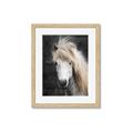 Picture of Stallion _GroupedProduct_Rectangle_Portrait_Photography _GroupedProduct_Rectangle_Portrait_Framed_Matted_