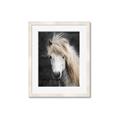 Picture of Stallion _GroupedProduct_Rectangle_Portrait_Photography _GroupedProduct_Rectangle_Portrait_Framed_Matted_