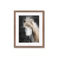 Picture of Stallion _GroupedProduct_Rectangle_Portrait_Photography _GroupedProduct_Rectangle_Portrait_Framed_Matted_