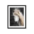 Picture of Stallion _GroupedProduct_Rectangle_Portrait_Photography _GroupedProduct_Rectangle_Portrait_Framed_Matted_