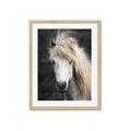 Picture of Stallion _GroupedProduct_Rectangle_Portrait_Photography _GroupedProduct_Rectangle_Portrait_Framed_Matted_