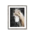 Picture of Stallion _GroupedProduct_Rectangle_Portrait_Photography _GroupedProduct_Rectangle_Portrait_Framed_Matted_