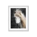Picture of Stallion _GroupedProduct_Rectangle_Portrait_Photography _GroupedProduct_Rectangle_Portrait_Framed_Matted_