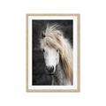 Picture of Stallion _GroupedProduct_Rectangle_Portrait_Photography _GroupedProduct_Rectangle_Portrait_Framed_Matted_