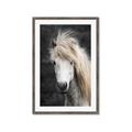Picture of Stallion _GroupedProduct_Rectangle_Portrait_Photography _GroupedProduct_Rectangle_Portrait_Framed_Matted_