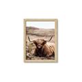 Picture of Furry Brown Cow _GroupedProduct_Rectangle_Portrait_Photography _GroupedProduct_Rectangle_Portrait_Framed_Matted_