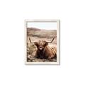 Picture of Furry Brown Cow _GroupedProduct_Rectangle_Portrait_Photography _GroupedProduct_Rectangle_Portrait_Framed_Matted_