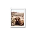 Picture of Furry Brown Cow _GroupedProduct_Rectangle_Portrait_Photography _GroupedProduct_Rectangle_Portrait_Framed_Matted_