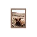 Picture of Furry Brown Cow _GroupedProduct_Rectangle_Portrait_Photography _GroupedProduct_Rectangle_Portrait_Framed_Matted_