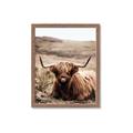 Picture of Furry Brown Cow _GroupedProduct_Rectangle_Portrait_Photography _GroupedProduct_Rectangle_Portrait_Framed_Matted_