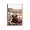 Picture of Furry Brown Cow _GroupedProduct_Rectangle_Portrait_Photography _GroupedProduct_Rectangle_Portrait_Framed_Matted_
