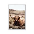 Picture of Furry Brown Cow _GroupedProduct_Rectangle_Portrait_Photography _GroupedProduct_Rectangle_Portrait_Framed_Matted_