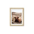Picture of Furry Brown Cow _GroupedProduct_Rectangle_Portrait_Photography _GroupedProduct_Rectangle_Portrait_Framed_Matted_