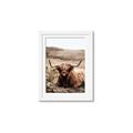 Picture of Furry Brown Cow _GroupedProduct_Rectangle_Portrait_Photography _GroupedProduct_Rectangle_Portrait_Framed_Matted_