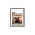 Picture of Furry Brown Cow _GroupedProduct_Rectangle_Portrait_Photography _GroupedProduct_Rectangle_Portrait_Framed_Matted_