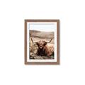 Picture of Furry Brown Cow _GroupedProduct_Rectangle_Portrait_Photography _GroupedProduct_Rectangle_Portrait_Framed_Matted_