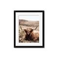 Picture of Furry Brown Cow _GroupedProduct_Rectangle_Portrait_Photography _GroupedProduct_Rectangle_Portrait_Framed_Matted_