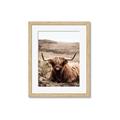 Picture of Furry Brown Cow _GroupedProduct_Rectangle_Portrait_Photography _GroupedProduct_Rectangle_Portrait_Framed_Matted_
