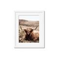 Picture of Furry Brown Cow _GroupedProduct_Rectangle_Portrait_Photography _GroupedProduct_Rectangle_Portrait_Framed_Matted_